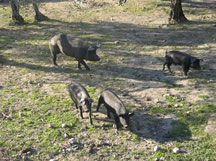 Cerdos en el campo